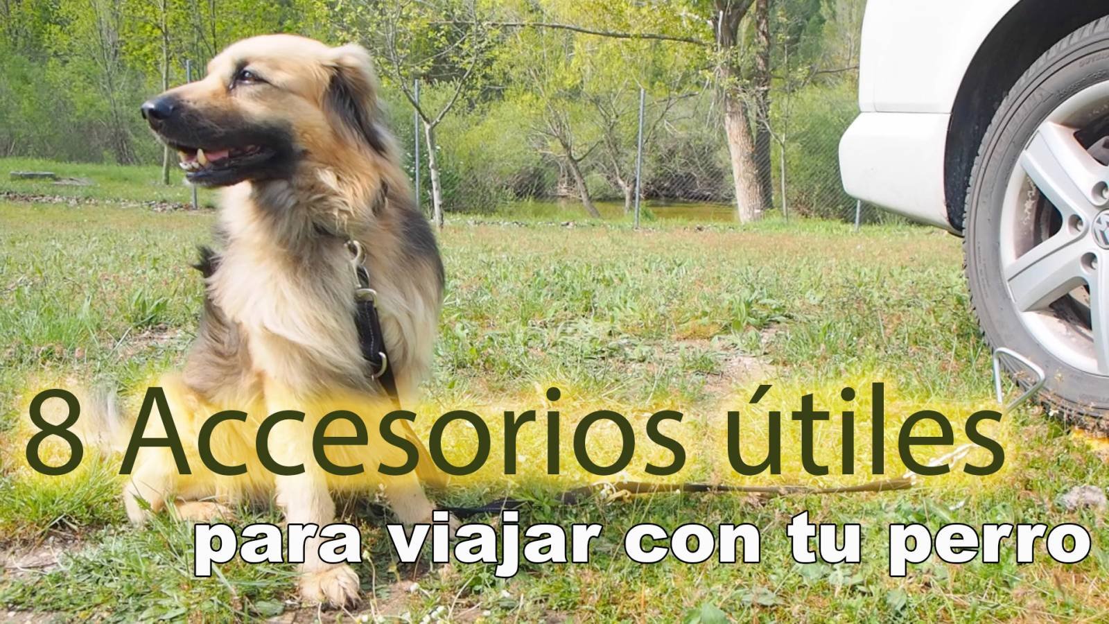 accesoriosperro